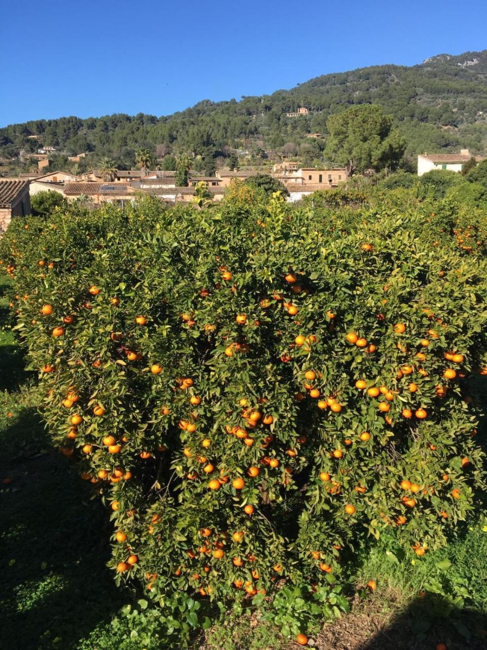 Finca Cas Sant Sóller Extérieur photo